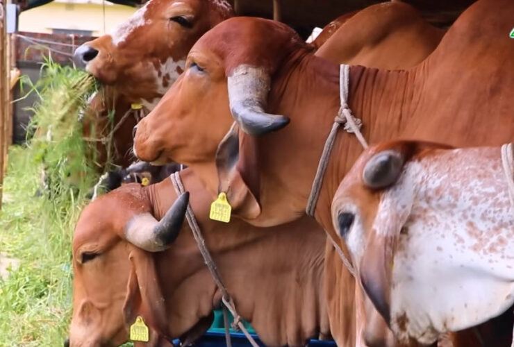 একটি গরুর দৈনিক খাদ্য তালিকা