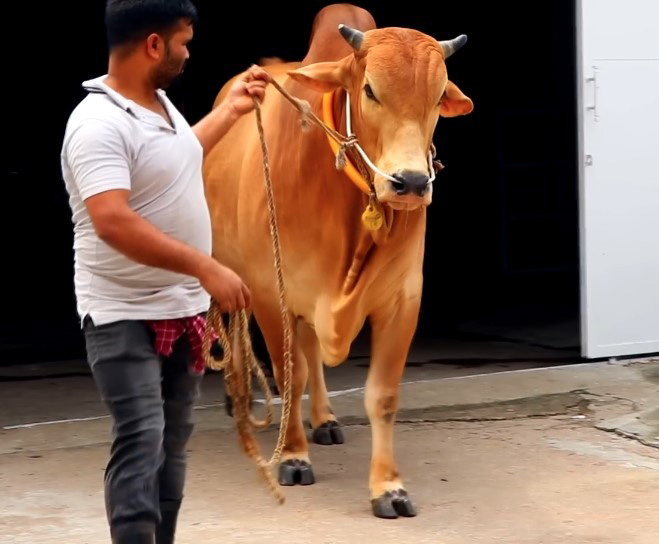 উন্নত জাতের গরুর বীজের নাম